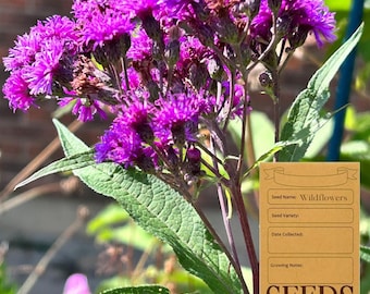 Tall Ironweed - Vernonia gigantea - Ontario Canada Native Wildflower Seeds