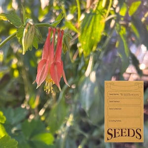 Peut inclure: Une fleur d'ancolie rouge et jaune vive pend d'une tige verte, accompagnée d'une étiquette de sachet de graines beige rectangulaire avec le texte Seed Name: Wildflowers, Seed Variety:, Date Collected:, Growing Notes: et SEEDS.