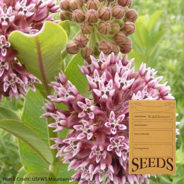 Asclépiade commune - Asclepias syriaca - Graines de fleurs sauvages indigènes de l'Ontario, Canada