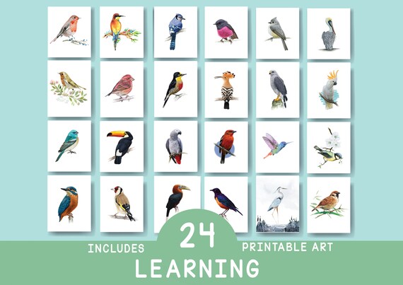 Set of 24 Printable Birds Posters Nursery Wall Art Decor - Etsy