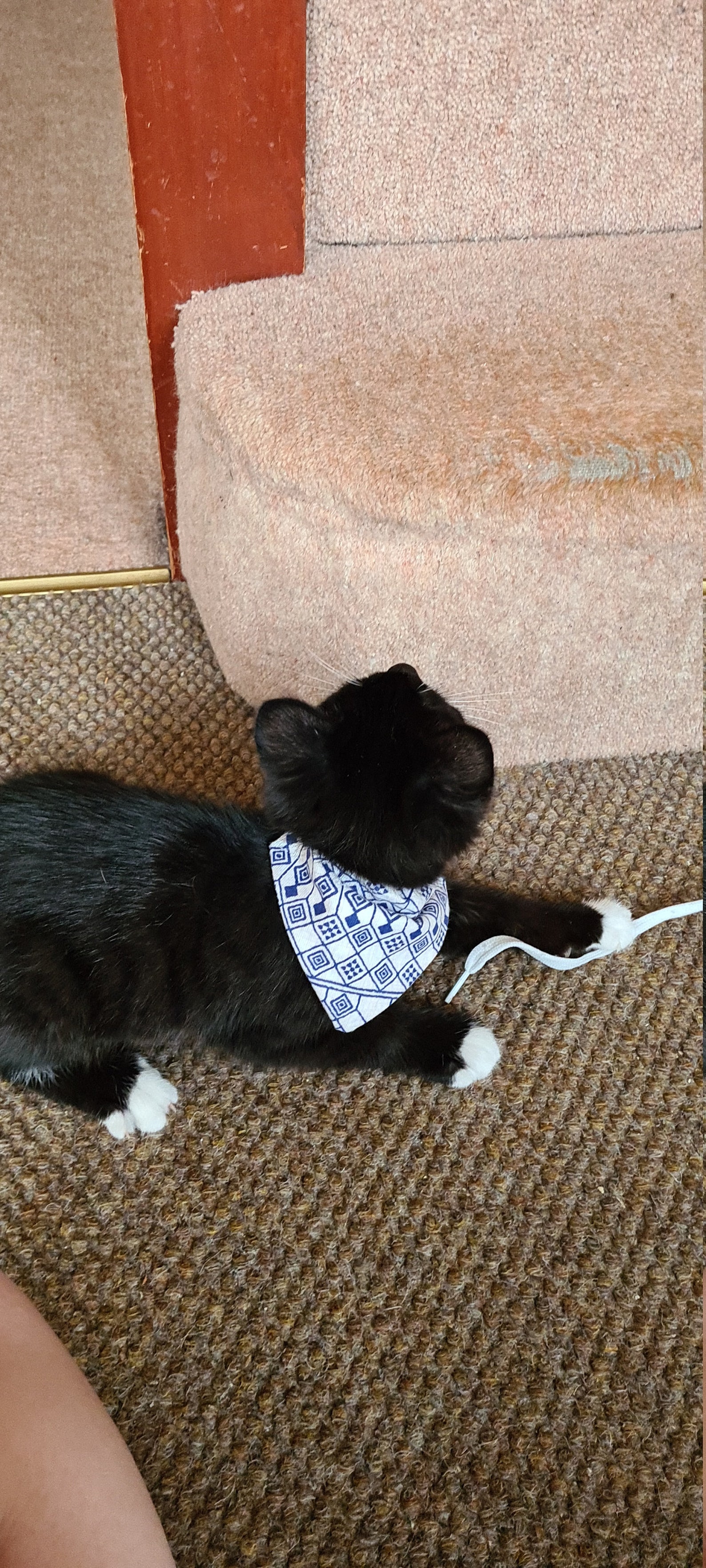 Blue Pattern Cat Bandana Etsy