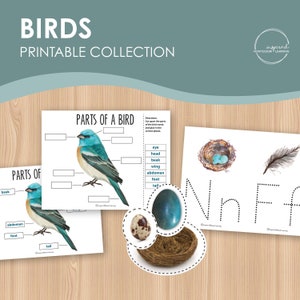 Birds Printable Collection, Montessori inspired animal activity for kids, Preschool animal activity, Home school animal activity