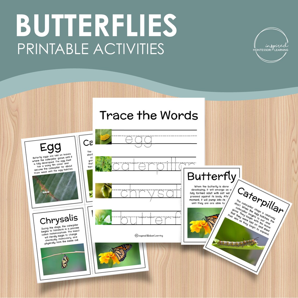 Butterfly Printable Activity, Kindergarten Science, Homeschool ...