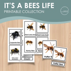 May include: Printable cards featuring different types of bees, including a carpenter bee, field cudoo bee, honey bee, white-tailed bumblebee, and potter bee. Each card has a photo of the bee and its name.