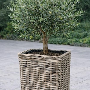 May include: An olive tree in a square, woven wicker planter. The tree has green leaves and small olives. The planter is a light brown colour and sits on a matching base. The background is blurred green foliage.