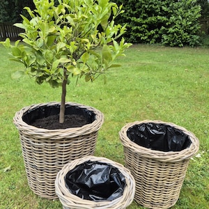 May include: Three grey-brown wicker plant pots of different sizes on grass. The largest pot contains a small tree with green leaves. The pots are lined with black plastic, and are suitable for indoor or outdoor use.