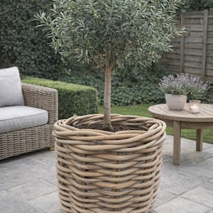May include: An olive tree in a large, woven wicker planter. The tree has a slender trunk and lush green foliage. The planter is light brown and sits on a stone patio. A wicker chair and small wooden table are in the background.