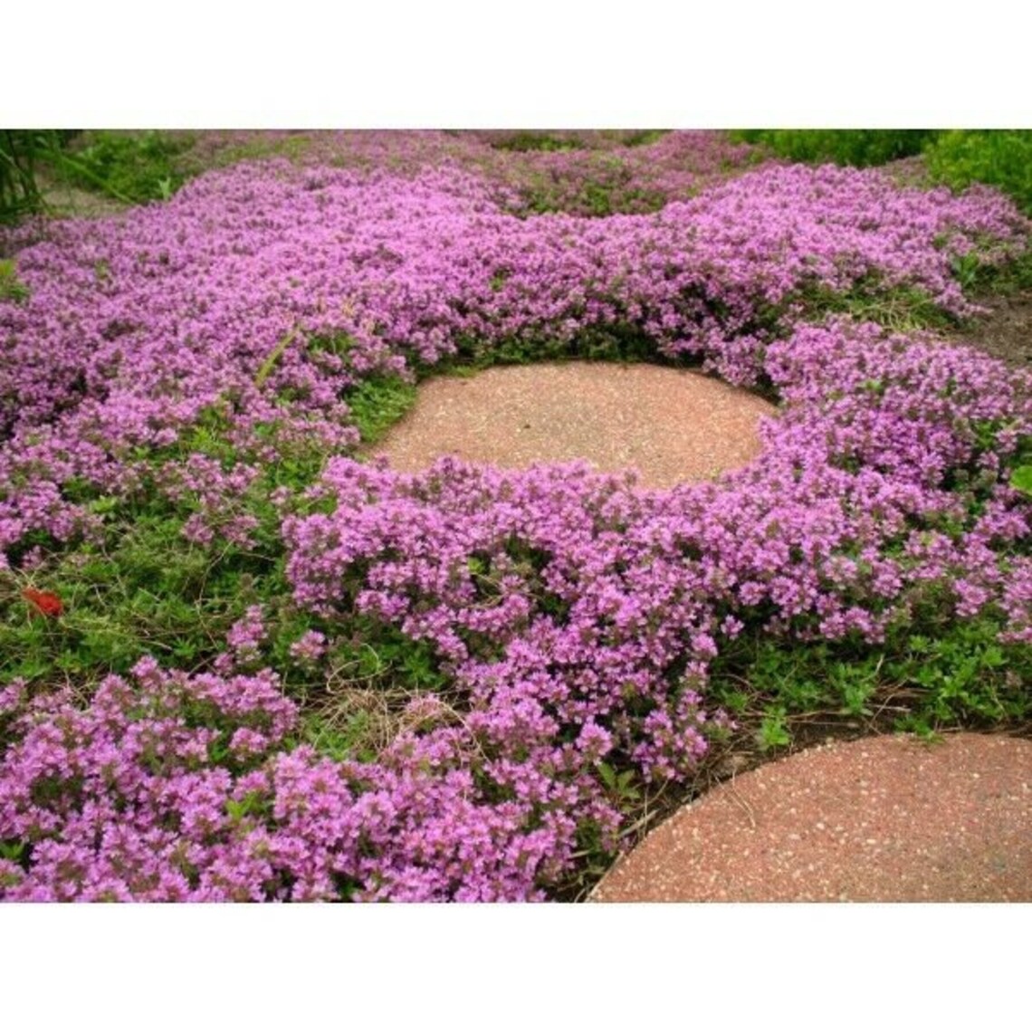 Dwarf Creeping Thyme Seeds for Planting Thymus Serpyllum Etsy