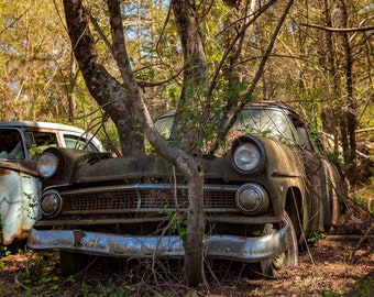 Rusty Classic Rare 50s Ford Falcon With Trees Growing Instead Of An Engine, Old Car City Georgia -Fine Art Photography Prints, Canvas, Metal