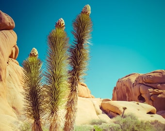 Three Branched Yucca Plant in Joshua Tree National Park In Southern California, Desert Beauty - Fine Art Photography Prints, Canvas, Metal