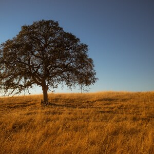 Minimalist Landscape Of One Tree On A Hill, Simple Minimalism Photography, Lone Tree In A Field - Fine Art Photography Prints, Canvas, Metal