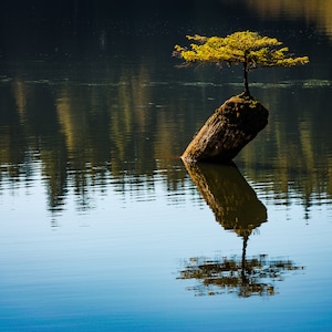 A Small Tree Persistently Grows From An Exposed Stump In A Quiet Lake, Vancouver Island Canada - Fine Art Photography Prints, Canvas, Metal