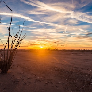 Ocotillo Cactus Silhouetted Against A Beautiful California Desert Sunset, Mojave Desert Sunsets - Fine Art Photography Prints, Canvas, Metal
