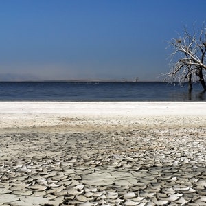 Dead Trees Found At The Salton Sea In Southern California, Vast Barren Desolate, Minimalism Art - Fine Art Photography Prints, Canvas, Metal