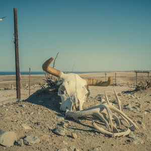 Rustic Bleached Steer Skull and Bones Overlooking The Salton Sea In Southern California Desert - Fine Art Photography Prints, Canvas, Metal