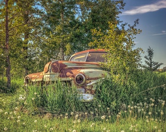 Vintage Retro Abandoned Classic Dodge Sits In An Overgrown Field Facing The Sun Of Another Day - Fine Art Photography Prints, Canvas, Metal