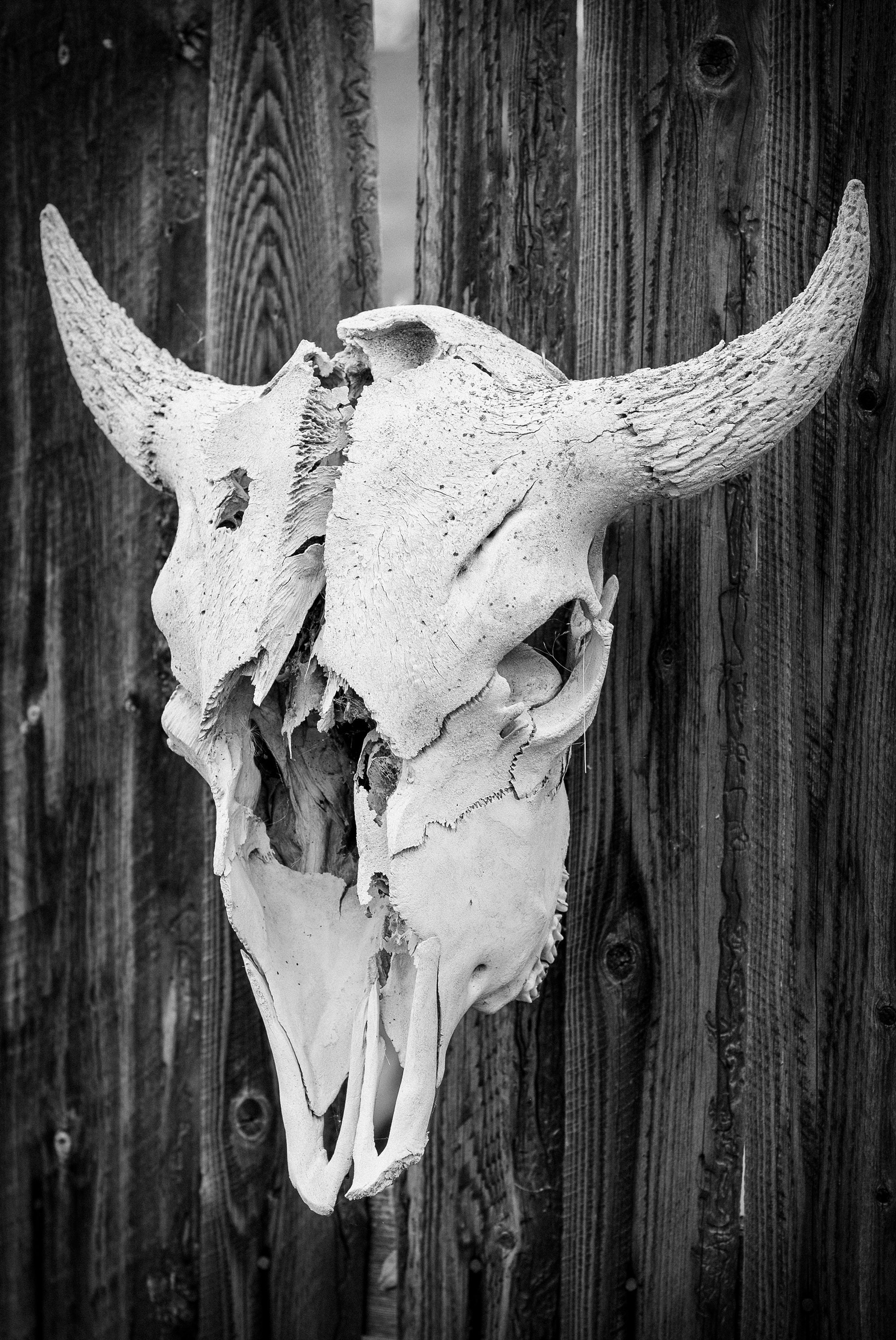 Bleach Animal Skull - Etsy Bleach Animal Skull - Etsy