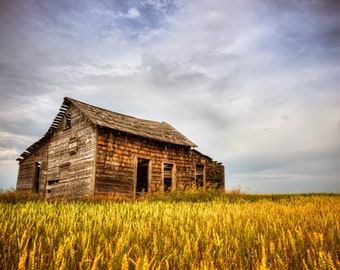 Spring Crop Surrounds A Dilapidated Old Abandoned House In The Rural Alberta Canada Countryside - Fine Art Photography Prints, Canvas, Metal
