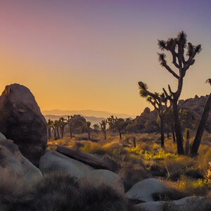 Beautiful Joshua Trees in Joshua Tree National Park California At Sunset, Mojave Desert Sunsets - Fine Art Photography Prints, Canvas, Metal