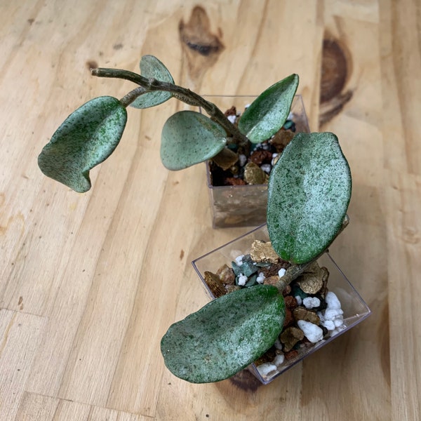 Hoya Argentea Princess Reverted | Hoya Nova Ghost | Rooted Cuttings