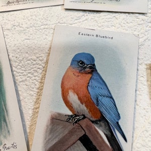 Cartes de collection utiles Birds of America série 9, série 10 (années 1930)