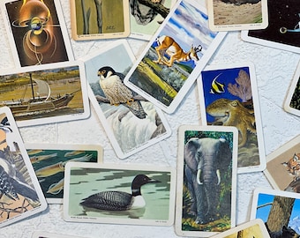 May include: A collection of vintage wildlife trading cards featuring various animals, including a loon, an owl, a dinosaur, an elephant, a fish, a deer, a marmot, an octopus, a bird, and a falcon. The cards are printed on a cream-colored background with a black border.