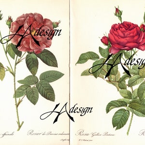 Kit digital Una rosa con cualquier otro nombre