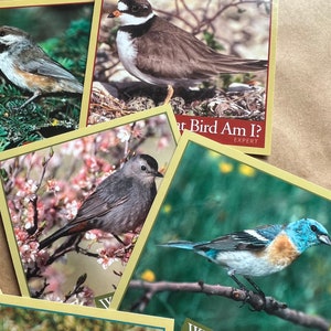 9 Bird Identification Cards