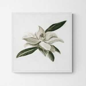 Watercolor Magnolia Art Print, Farmhouse Wall Art, Botanical Art Print Illustration