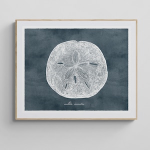 8x10 Vintage Style Sanddollar Illustration Art Print, Coastal Wall Art, Farmhouse Rustic Beach House Wall Decor