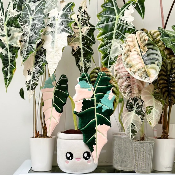 Variegated Alocasia Amazonica Plush Toy - Etsy
