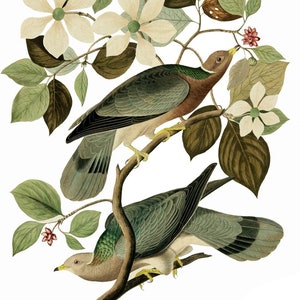 May include: Two green and brown birds perched on a branch with white flowers and green leaves. The birds have yellow feet and beaks.