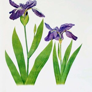 May include: A botanical illustration of two purple iris flowers with green leaves. The flowers are in bloom and have a delicate, watercolor-like appearance.