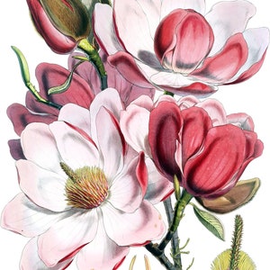 May include: A botanical illustration of a magnolia flower with white petals and pink edges. The flower has a red center and is surrounded by green leaves and buds.
