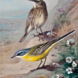May include: A painting of two birds, one brown and one yellow, perched on a rock. The brown bird has a long tail and a pointed beak. The yellow bird has a short tail and a round beak. The background is a light blue sky with a few clouds.