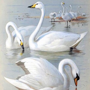 May include: Watercolor painting of several white swans in a lake. Some swans are swimming, while others are standing in the shallow water. One swan has a small, brown cygnet with it. The swans have yellow and black beaks.