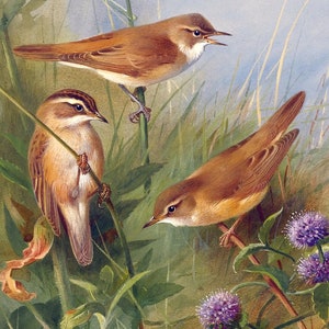 May include: A painting of three brown birds perched on green reeds and branches. The birds have light brown feathers and dark eyes. The background is a light blue watercolor wash with green and brown brushstrokes.