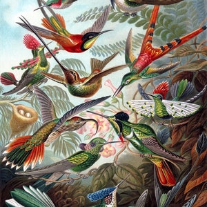 May include: A vintage illustration of a collection of hummingbirds with vibrant colors, including red, green, blue, and black. The birds are depicted in various poses, some flying, some perched on branches, and some feeding on flowers. The background features lush green foliage and a nest with eggs.
