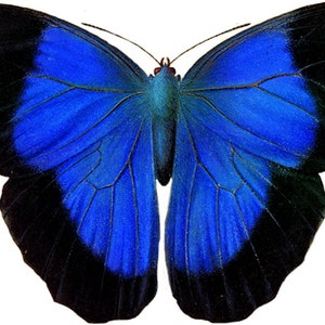 May include: A blue butterfly with black and orange markings on its wings.
