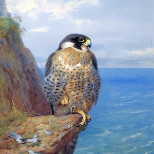 Peregrine at Auchencairn by Archibald Thorburn Accent Tile Mural Kitchen Bathroom Wall Backsplash Behind Stove Range Sink One Tile Ceramic