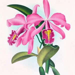 May include: A close-up of a pink orchid with a yellow and purple center. The orchid has green leaves and is in bloom.