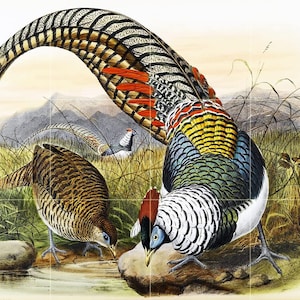 May include: A colorful illustration of three pheasants. The pheasant in the foreground has a long, curved tail with black and white stripes. The pheasant's body is a mix of green, blue, yellow, and white. The pheasant is standing on a rock near a small body of water. The other two pheasants are in the background, one with a brown body and the other with a gray body.