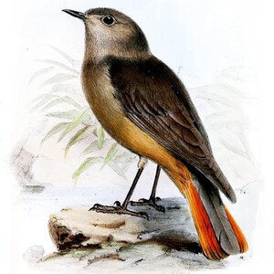 Puede incluir: Ilustración detallada de un ave con plumaje marrón y naranja. El ave está posada sobre una roca, con sus plumas de la cola mostrando vibrantes tonos naranja y rojo. La obra de arte está ambientada sobre un fondo blanco con sutil follaje verde.