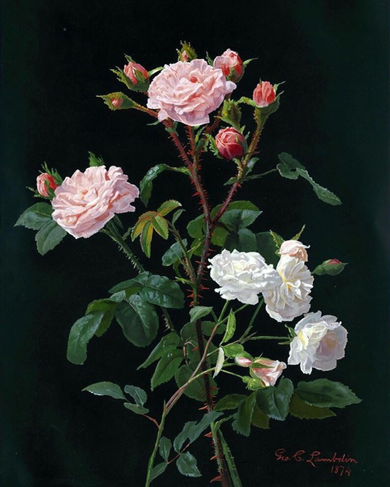 Pink and White Roses by G. Lambdin Accent Tile Mural Kitchen Bathroom ...
