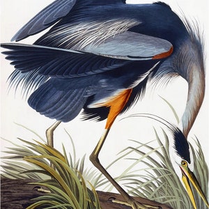 May include: A detailed illustration of a Great Blue Heron, a large wading bird with blue-grey plumage, standing on a rock with its head bent down and its beak open. The bird has a long, slender neck and legs, and its feathers are meticulously rendered.