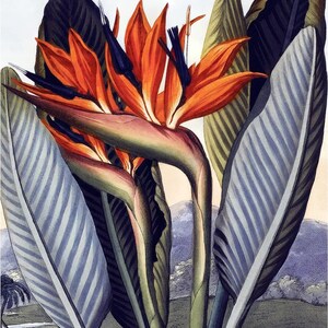May include: A close-up of a bird of paradise flower with orange petals and blue stamen. The flower is surrounded by large, green and blue leaves.