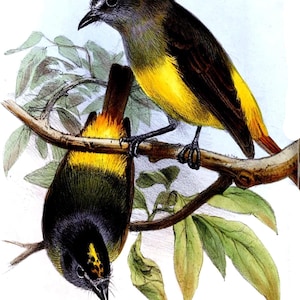 Puede incluir: Dos pájaros de pecho amarillo con plumaje negro y verde posados ​​en una rama. El pájaro de la izquierda está mirando hacia abajo, mientras que el pájaro de la derecha está mirando hacia la izquierda. Ambos pájaros tienen un pecho amarillo y una cabeza negra con una franja amarilla.