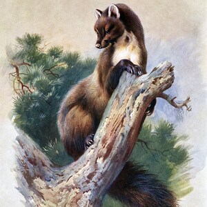 May include: A brown and white pine marten perched on a tree branch. The marten has a long, bushy tail and is looking down at something off-camera.