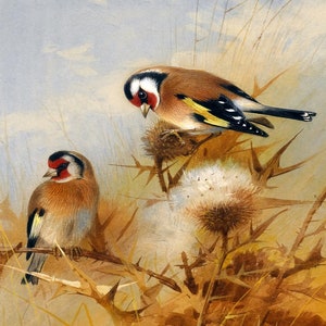May include: Two goldfinches perched on a dried thistle plant with white fluffy seed heads. The birds are brown, yellow, and black with red markings on their heads. The background is a soft blue sky with white clouds.