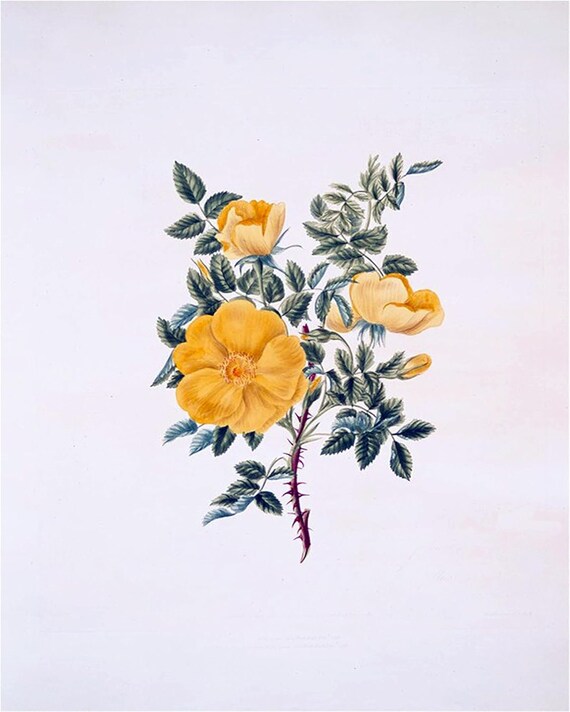 Mural De Azulejos Con Rosas Y Flores – Salpicadero Cerámico Estilo Mármol – Hecho En EE. UU. Por FlekmanArt